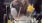 a person with a flower in the hair outside